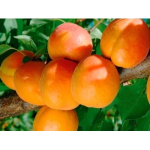 Abrikosas (Prunus) &#039;Severnyj Triumf&#039;(IŠPARDUOTA